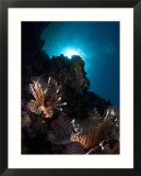 Lionfish  Reef Panorama  New Caledonia
