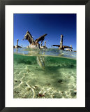 Brown Pelican  Fishing  Mexico
