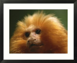 A portrait of a golden lion tamarin
