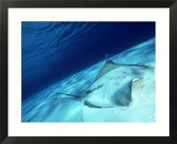 Short Tail Stingray  Beveridge Reef