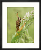 Brown Sheild Bug on Grass Seed-Head  Middlesex  UK