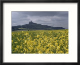 View Across Field of Flowering Mustard to the Ruins of Trosky Castle  Czechoslovakia