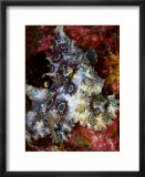 Blue Ring Octopus  Komodo  Indonesia