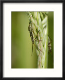 Meadow Plant Bug  Feeding on Grass Seed Head  Middlesex  UK