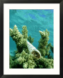 Hermit Crab in Auger Shell  New Caledonia