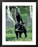 Chimpanzee  Baby Stands on Mothers Back  Zoo Animal