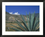 Oaxaca  Mexico