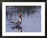 American Avocet Wading