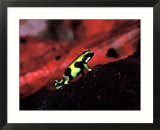 Green and Black Poison Dart Frog in Tropical South and Central America