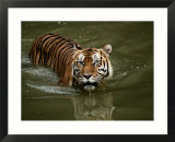 A captive Sumatran tiger takes a cooling dip in the water