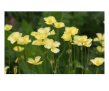 Field Of Buttercup Flowers