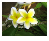Plumeria