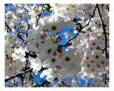 Blissful Blossoms