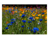 Bachelors Buttons In A Field