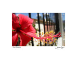 Red Flower