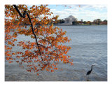 Fall Foliage Around Thomas Jefferson Memorial 8