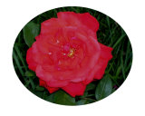 Bright Red Rose