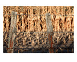 Two Barbed