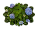 Kaleidoscope Of Blue Hydrangeas