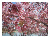 Cherry Blossoms 3