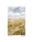 Wheat Field