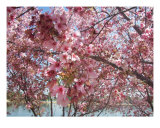 Cherry Blossoms 3