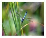 Blue Dragon Fly