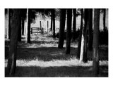 Woods