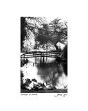 Bridge In Pond