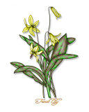 Trout Lily