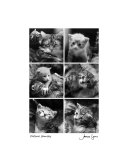 Feline Family