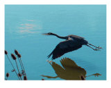 Blue Heron