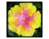 Hibiscus Yellow & Pink