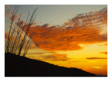 Octillo Sunset