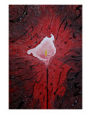 Abstract Calla
