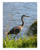 A Heron