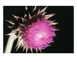 Thistle 2