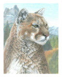 Cougar