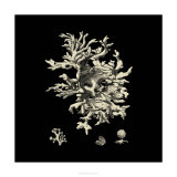 Black and Tan Coral III