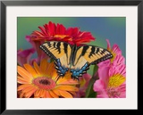 Eastern Tiger Swallowtail Female on Gerber Daisies  Sammamish  Washington  USA