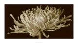 Mammoth Mums II