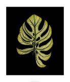 Vivid Foliage II