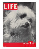 Glamor Dog Pooch  Mixed Breed of Maltese Poodle and Wire-haired Terrier  April 3  1944