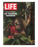 Vanishing Wildlife: The Threatened Orangutan  March 28  1969