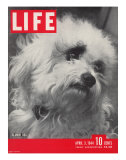 Glamor Dog Pooch  Mixed Breed of Maltese Poodle and Wire-haired Terrier  April 3  1944