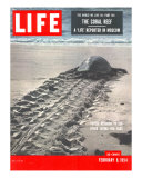 Turtle Returning to Sea after Laying Eggs  February 8  1954