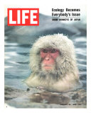 Snow Monkey of Japan in Water  January 30  1970