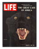The Great Cats of Africa  Black Leopard  January 6  1967