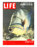 Queen Triggerfish  The World We Live In: Creatures of the Deep  November 30  1953