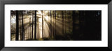 Sunlight Streaming Through Forest